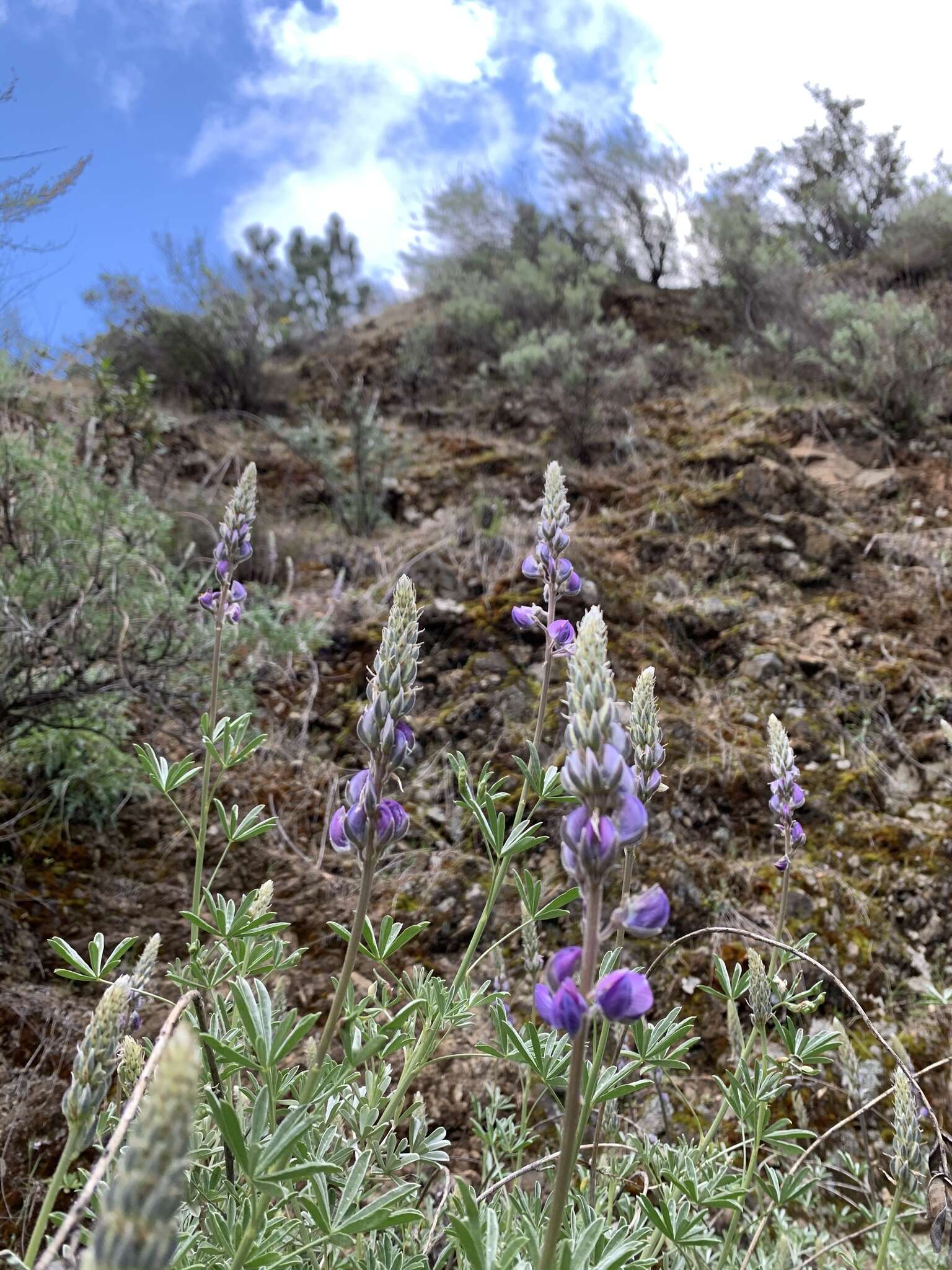 Lupinus albifrons var. albifrons的圖片