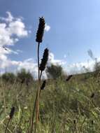 Imagem de Plantago australis subsp. australis