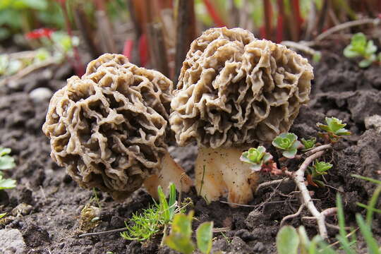 Imagem de Morchella esculenta (L.) Pers. 1801