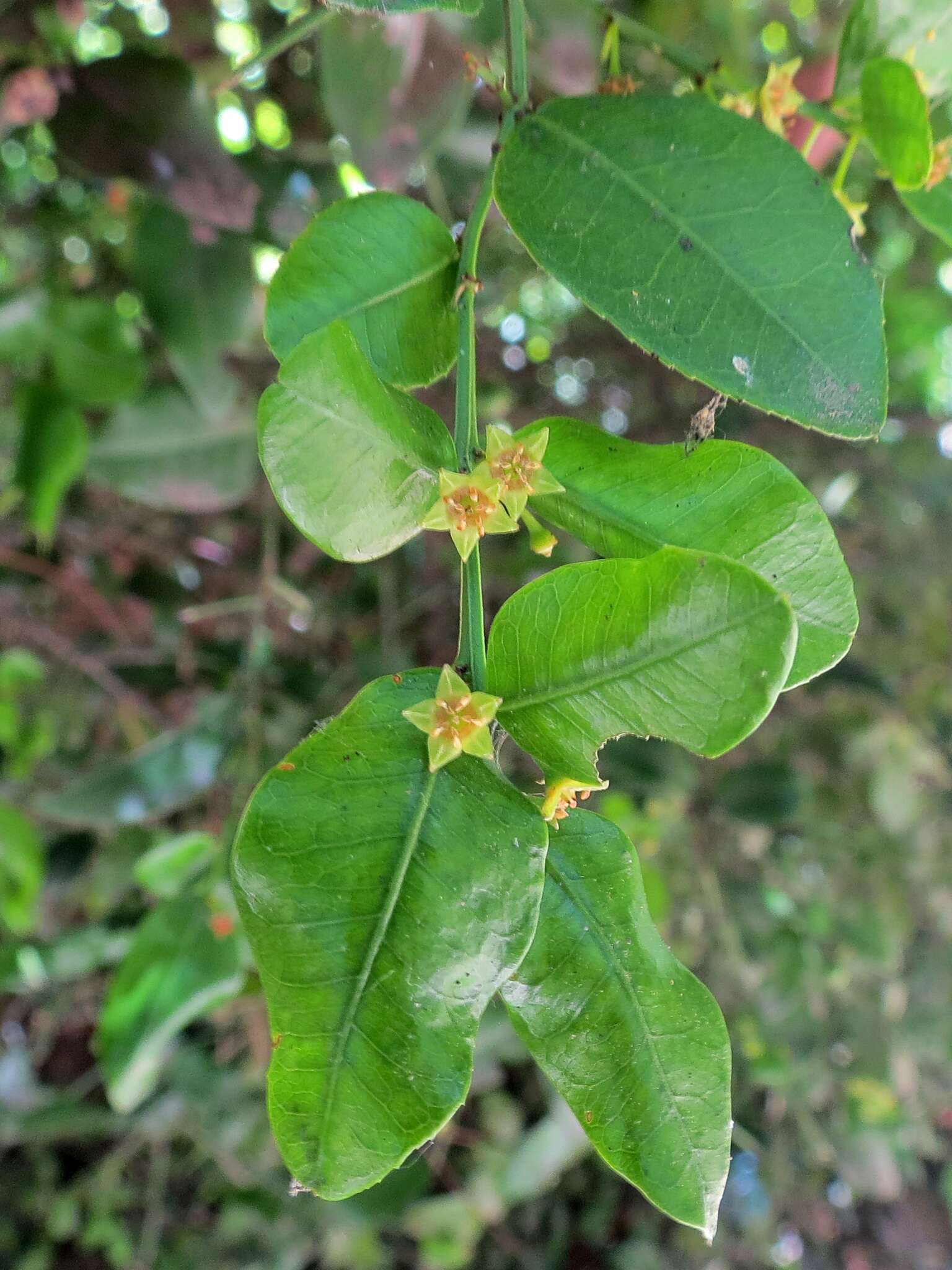 صورة Scutia buxifolia Reiss.