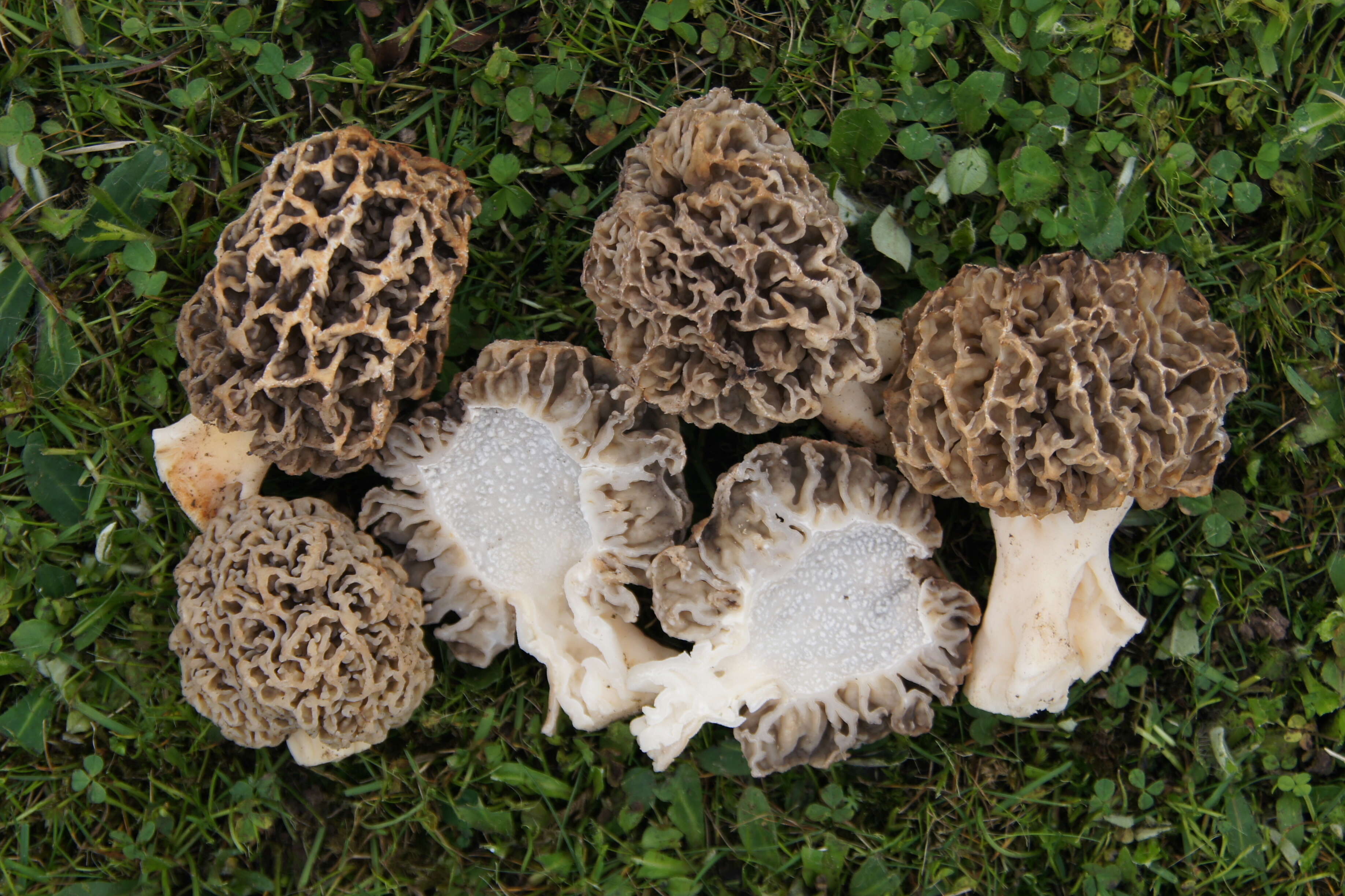 Imagem de Morchella esculenta (L.) Pers. 1801