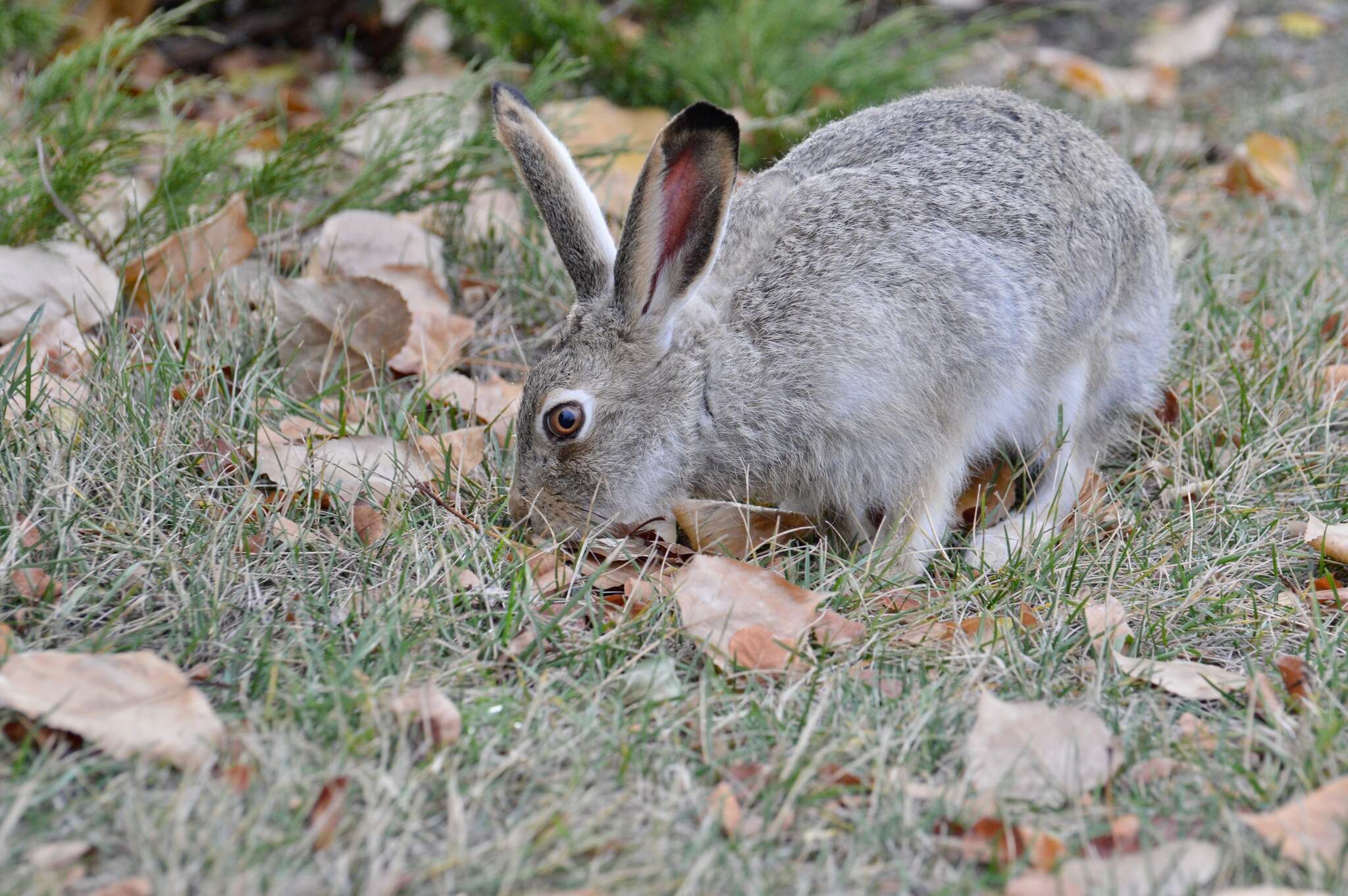 Image of White-tailed Jackrabbit