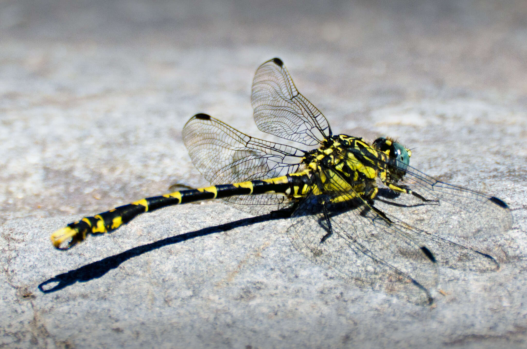 Image of Green-eyed Hooktail