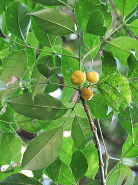 Image de Staphylea occidentalis subsp. occidentalis