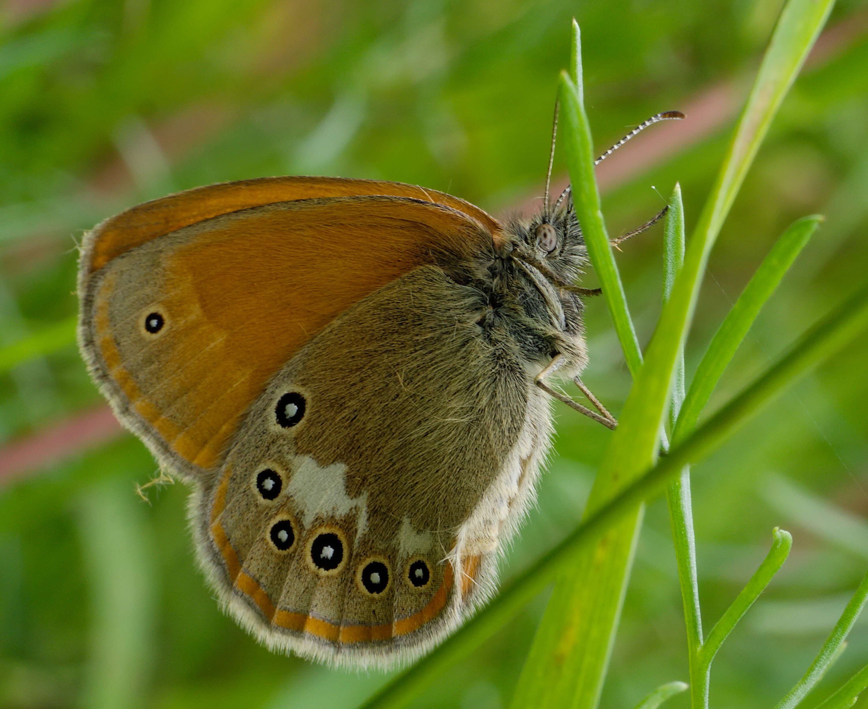 Image of Coenonympha glycerion
