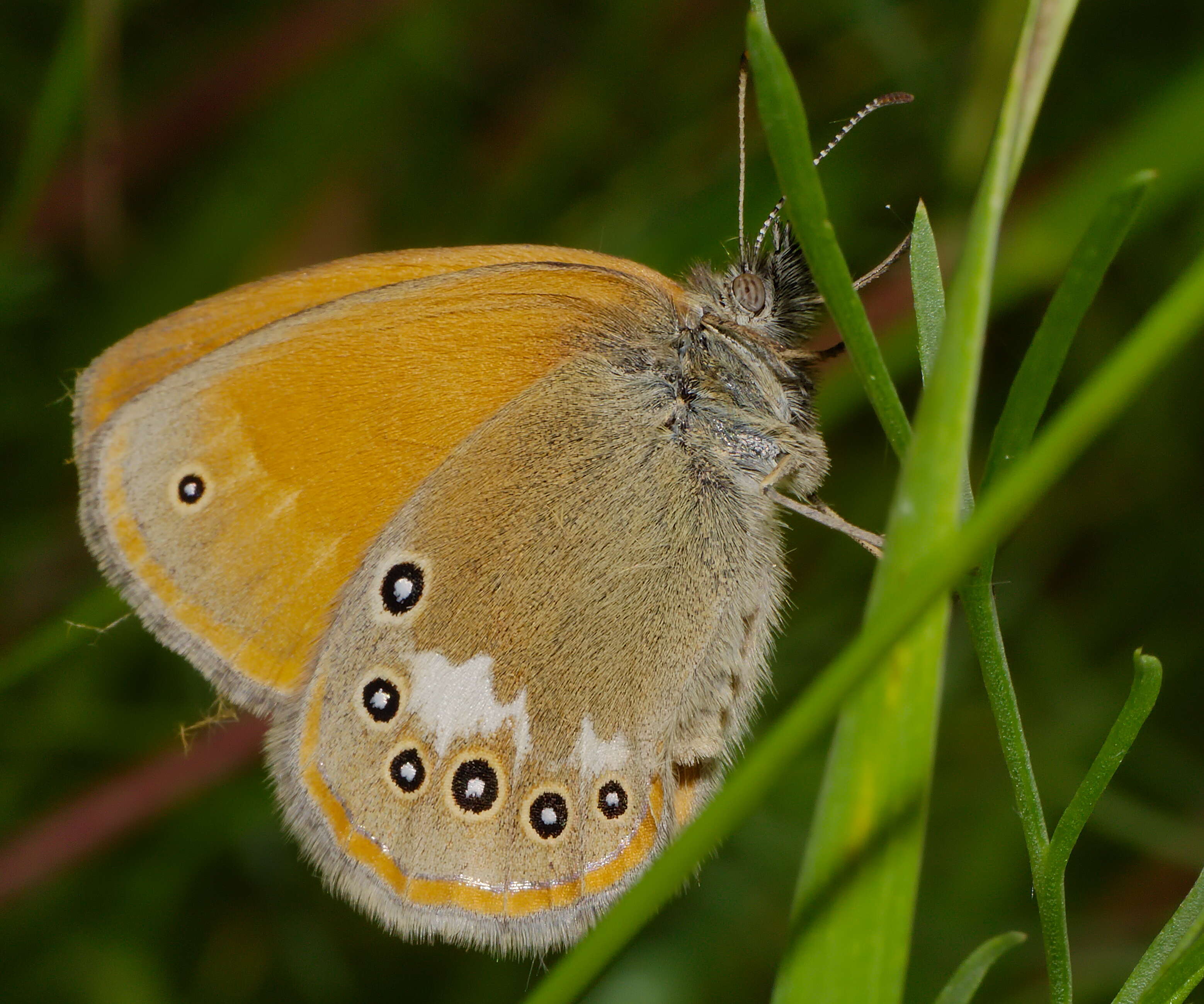 Plancia ëd Coenonympha glycerion