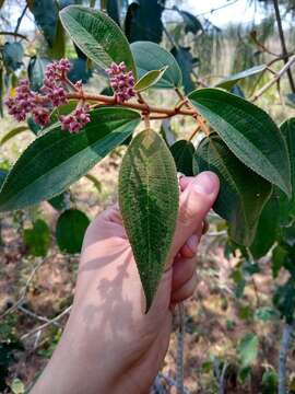 Plancia ëd Conostegia xalapensis (Bonpl.) D. Don