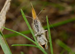 Image of Coenonympha glycerion