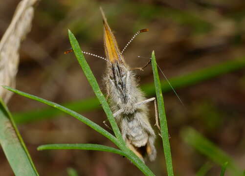 Image of Coenonympha glycerion