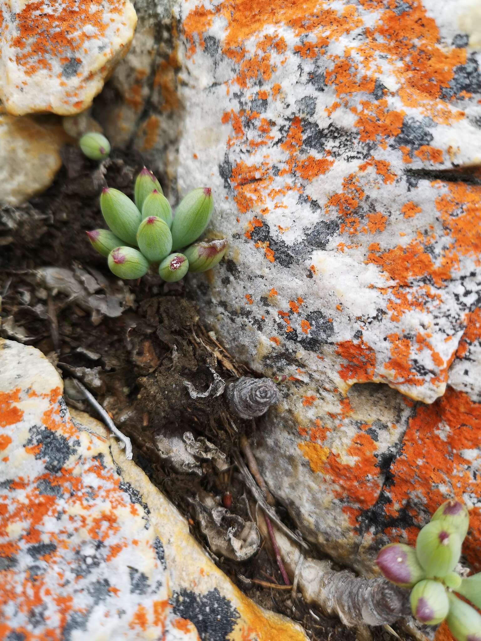 Plancia ëd Curio crassulifolius (DC.) P. V. Heath