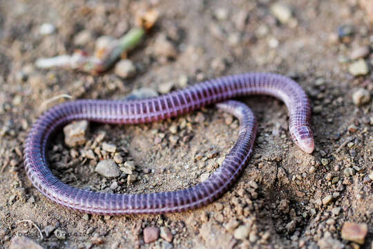 Image of Blanus tingitanus Busack 1988