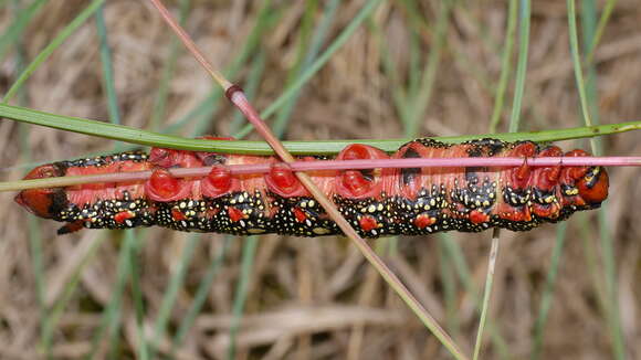 Image of Spurge Hawk Moth