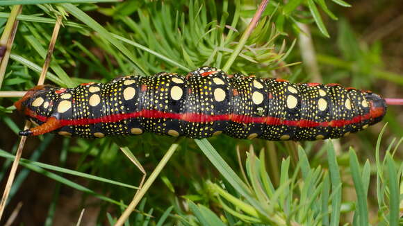 Image of Spurge Hawk Moth