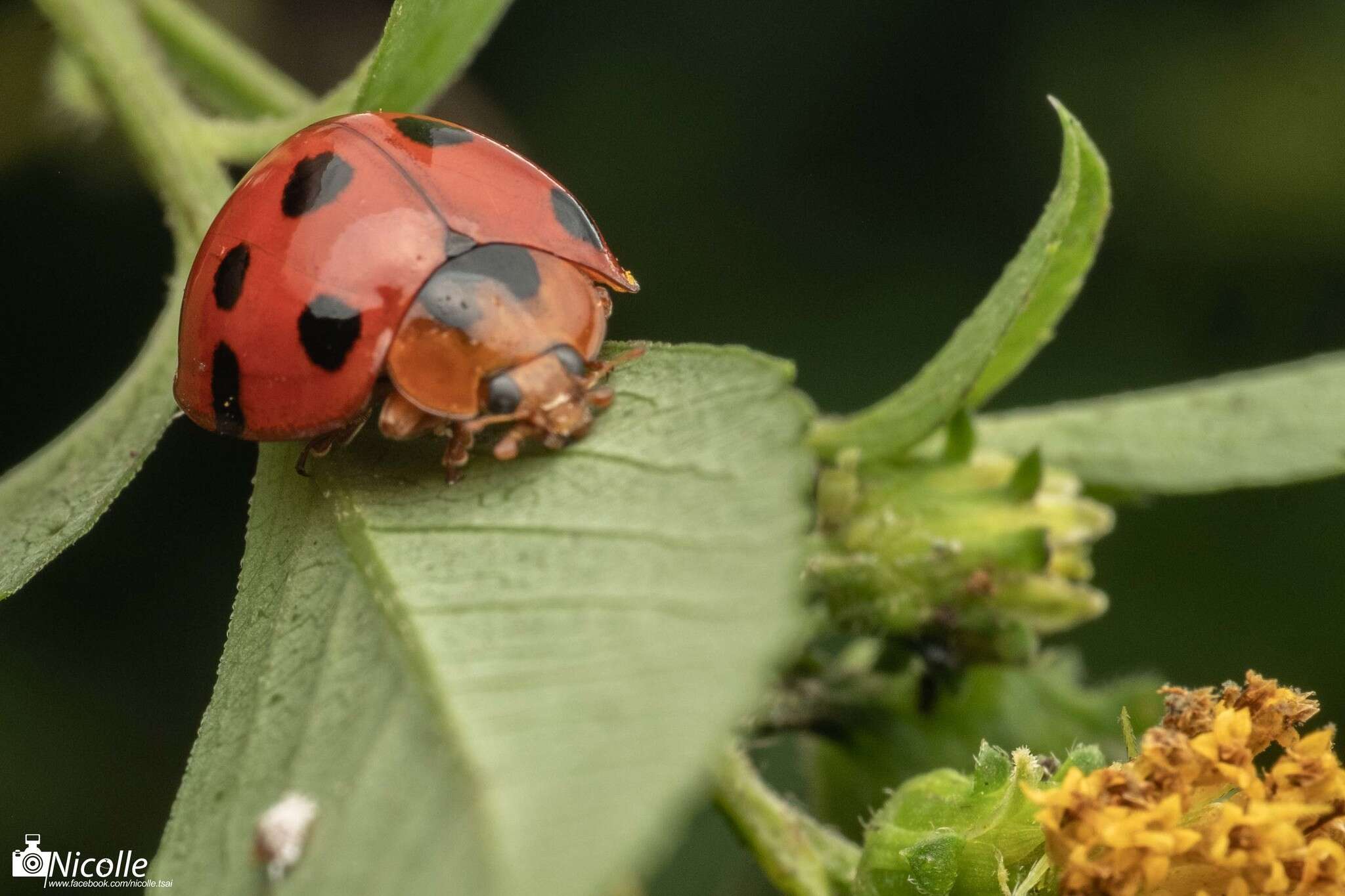 Image of Ladybird beetle