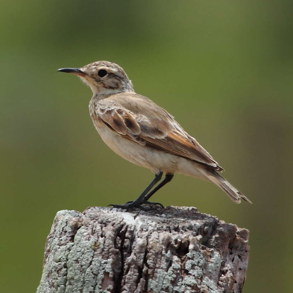 Image of Common Miner