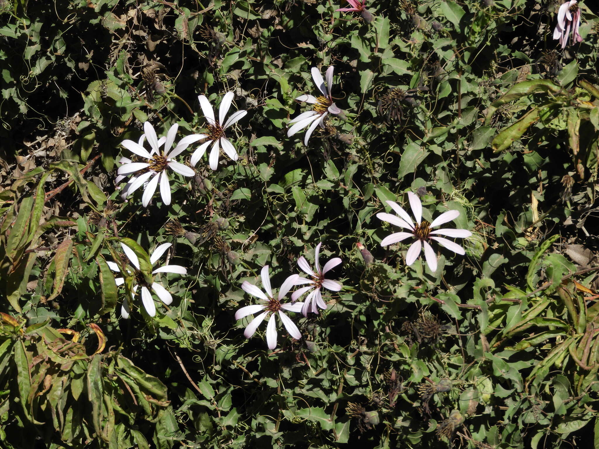 Image of Mutisia spinosa Ruiz & Pav.