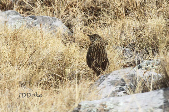 Image of Paramo Pipit