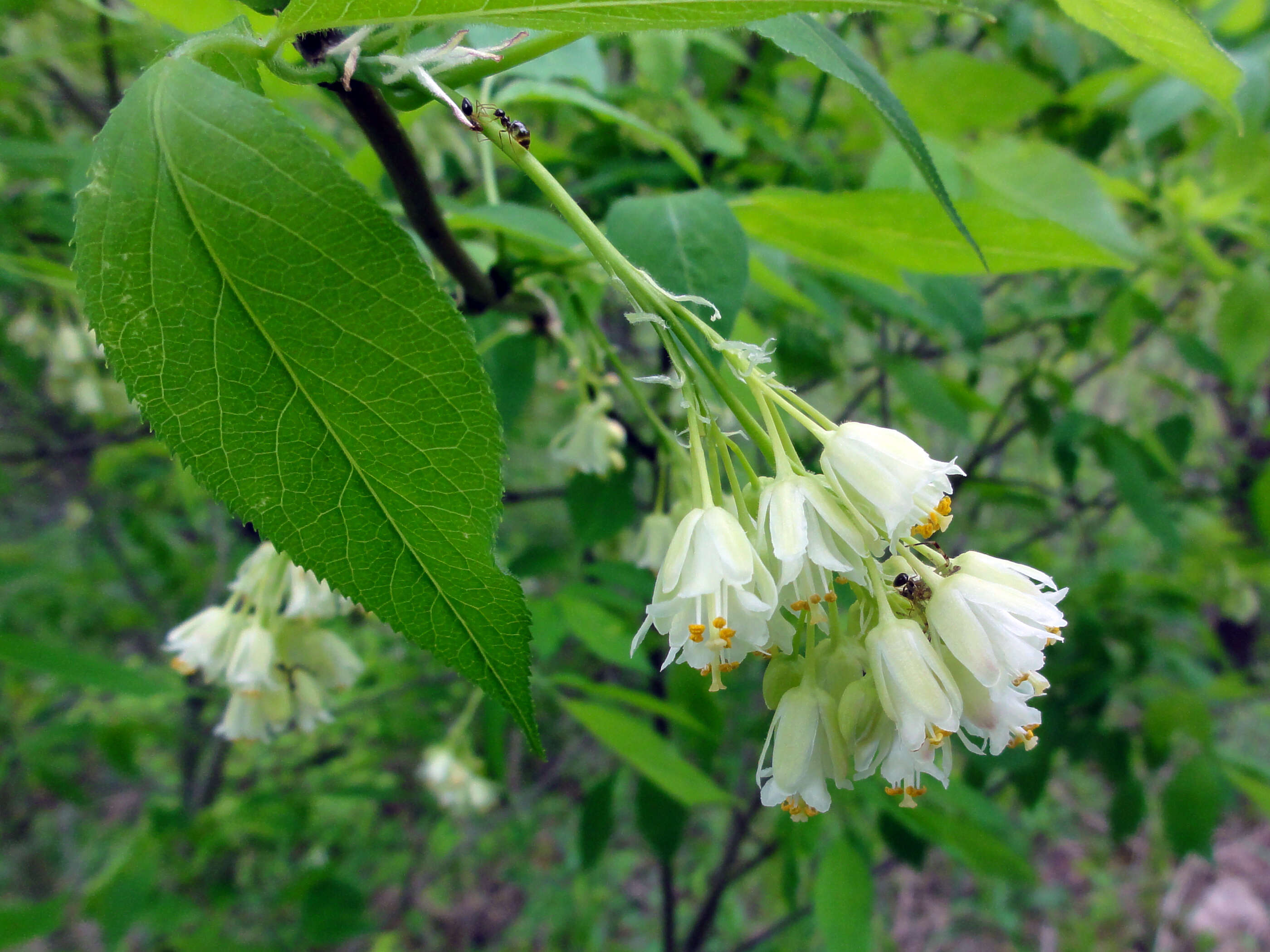 Imagem de Staphylea trifolia L.