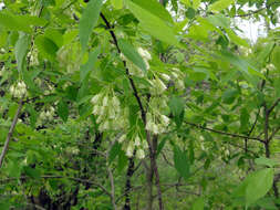 Imagem de Staphylea trifolia L.