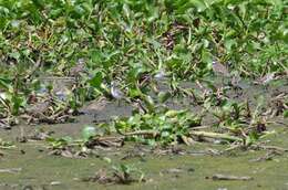 Image of Kittlitz's Plover