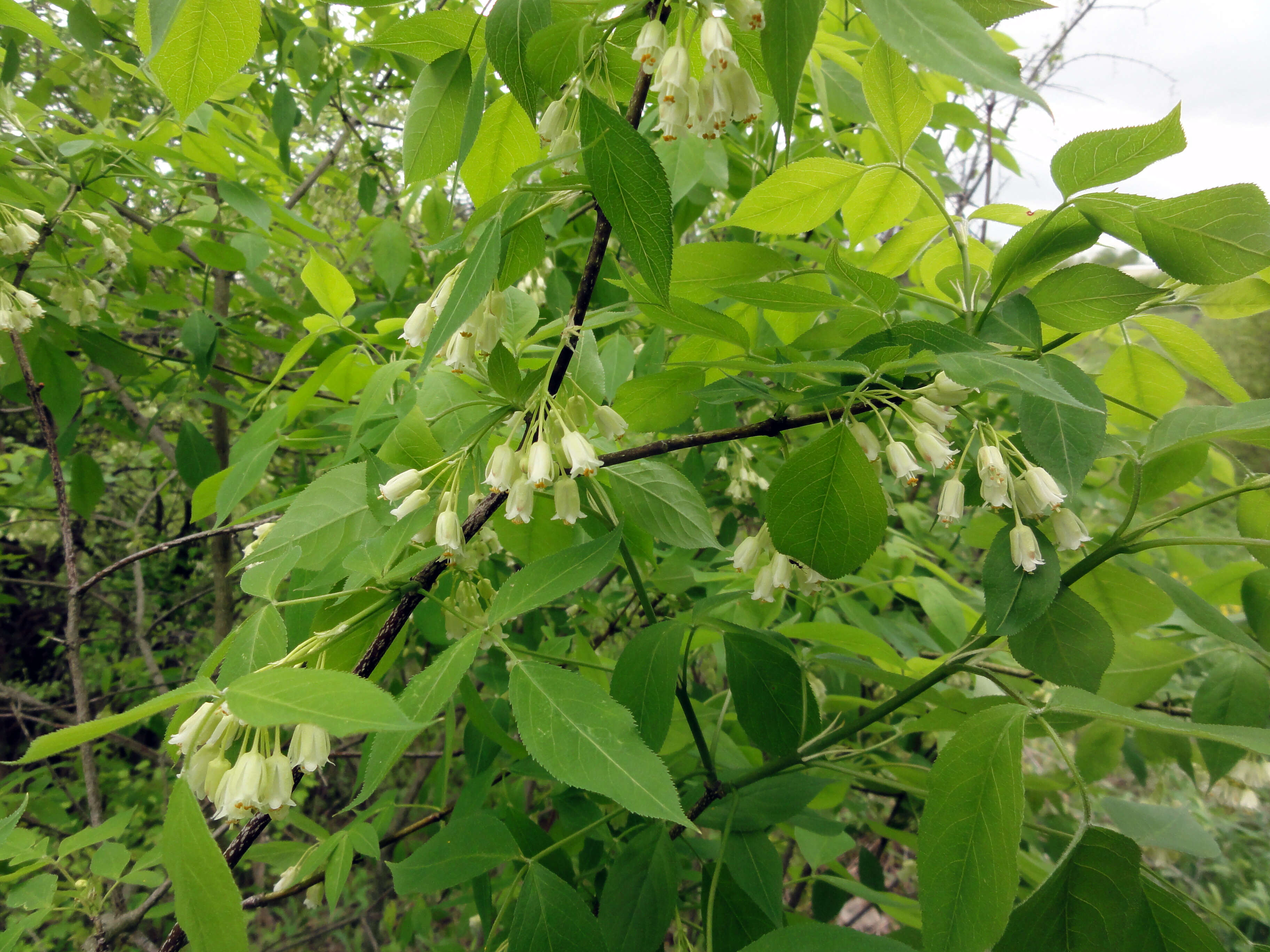 Imagem de Staphylea trifolia L.