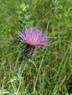 Image de Cirsium flodmanii (Rydb.) Arthur