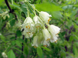 Imagem de Staphylea trifolia L.