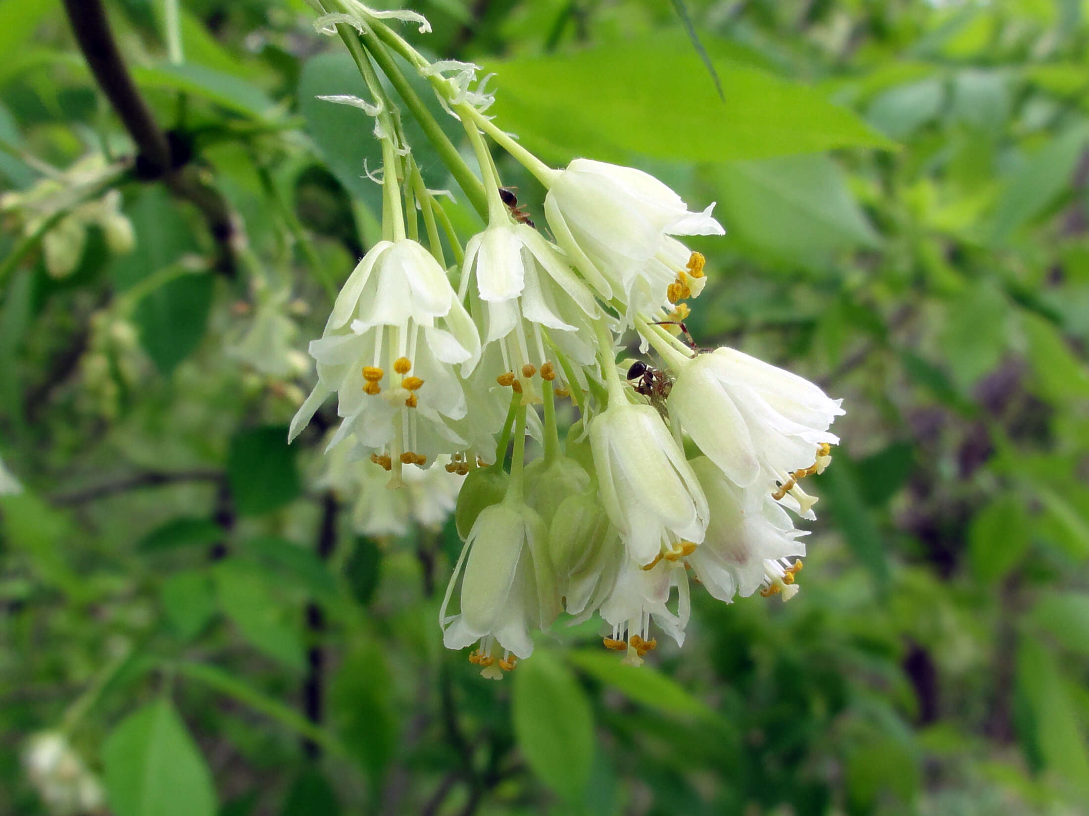 Image of American bladdernut