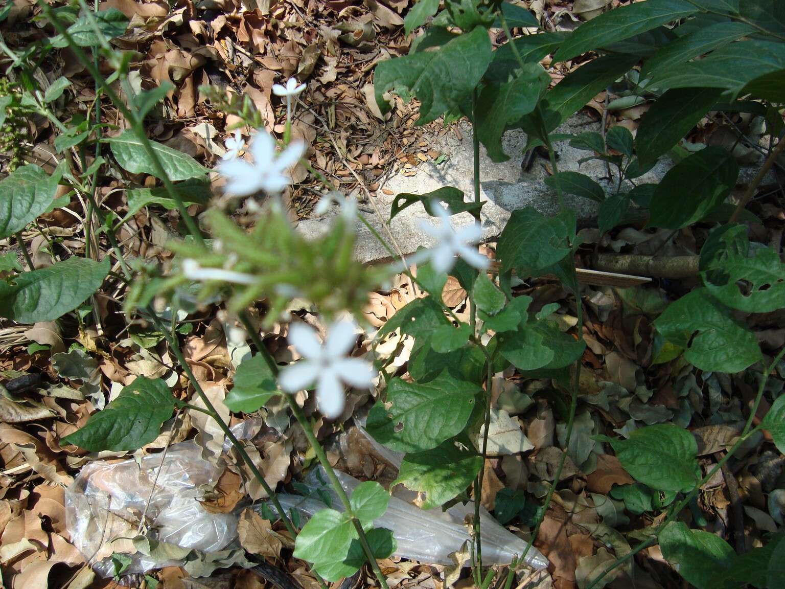 Image of wild leadwort