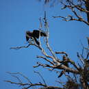 Image of Black Falcon