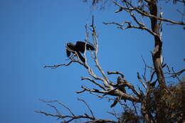 Image of Black Falcon