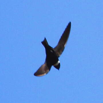 Image of White-collared Swift