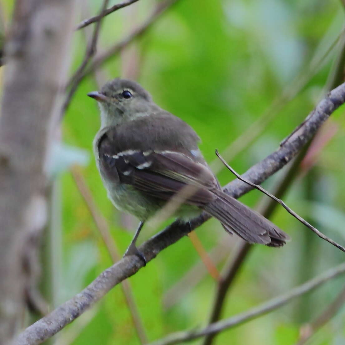 Image of Small-headed Elaenia