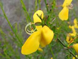 Image of Cytisus grandiflorus (Brot.) DC.