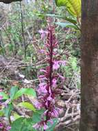 Thyrsacanthus nitidus (Jacq.) Nees resmi