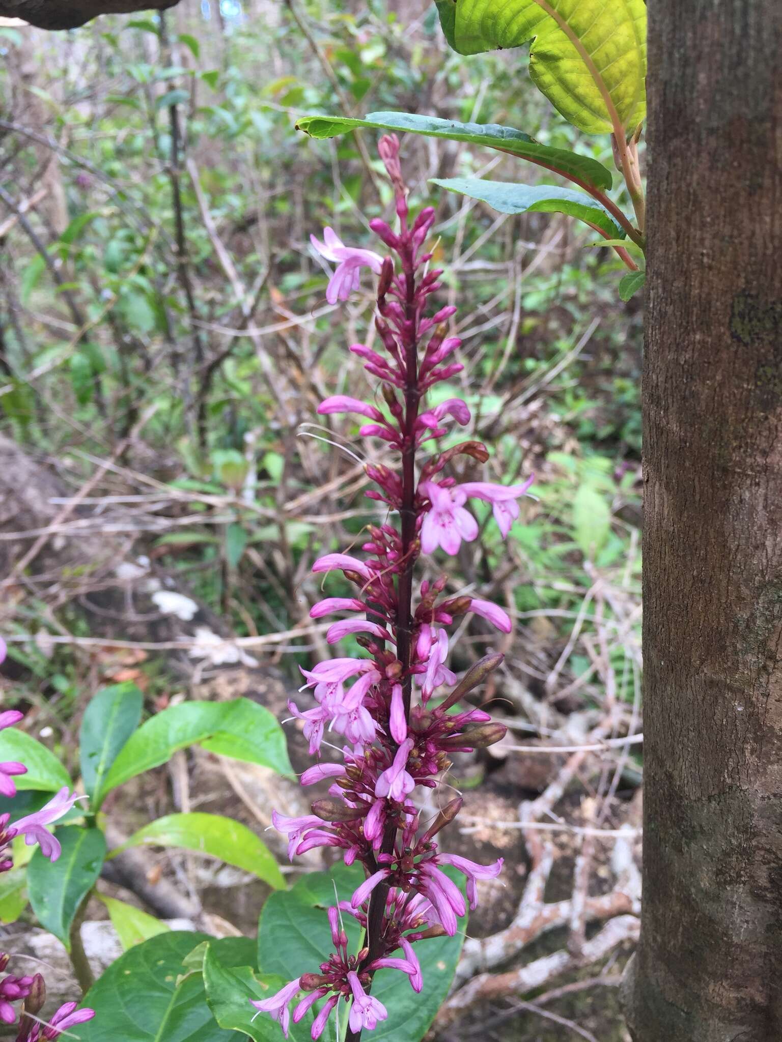 Thyrsacanthus nitidus (Jacq.) Nees resmi