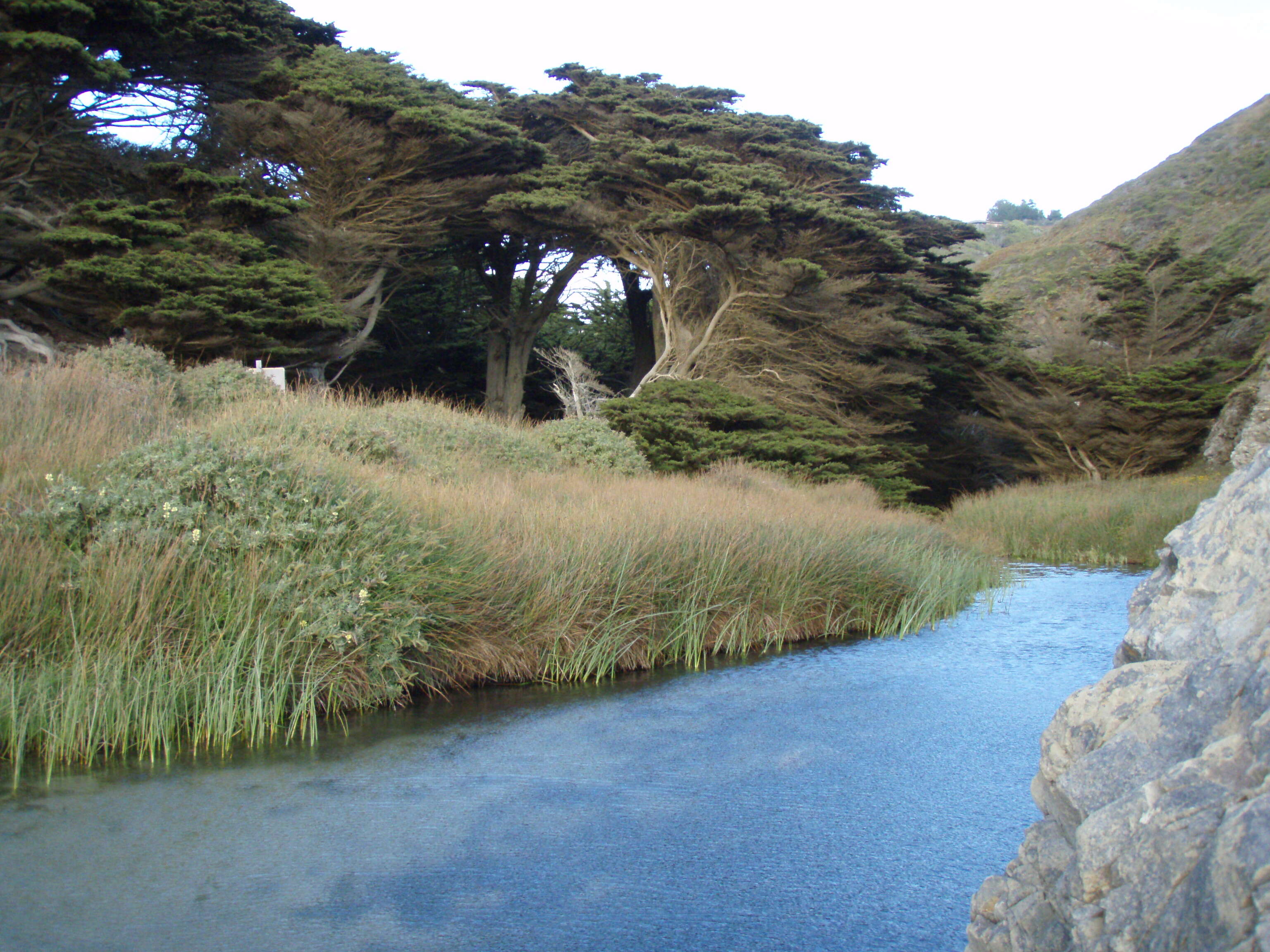 Image of Monterey cypress