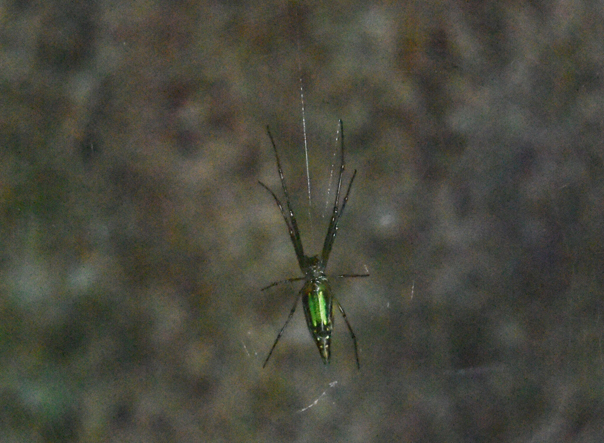 Leucauge undulata (Vinson 1863) resmi