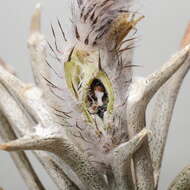 Image of Astrophytum caput-medusae (Velazco & Nevárez) D. R. Hunt