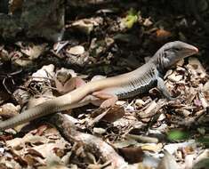 Image of Hispaniolan giant ameiva