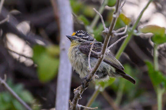 Image of Yellow-fronted Tinkerbird