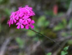 صورة Silene rubella subsp. rubella