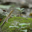 Anolis tropidonotus Peters 1863 resmi