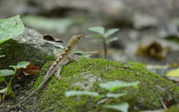 Plancia ëd Anolis tropidonotus Peters 1863