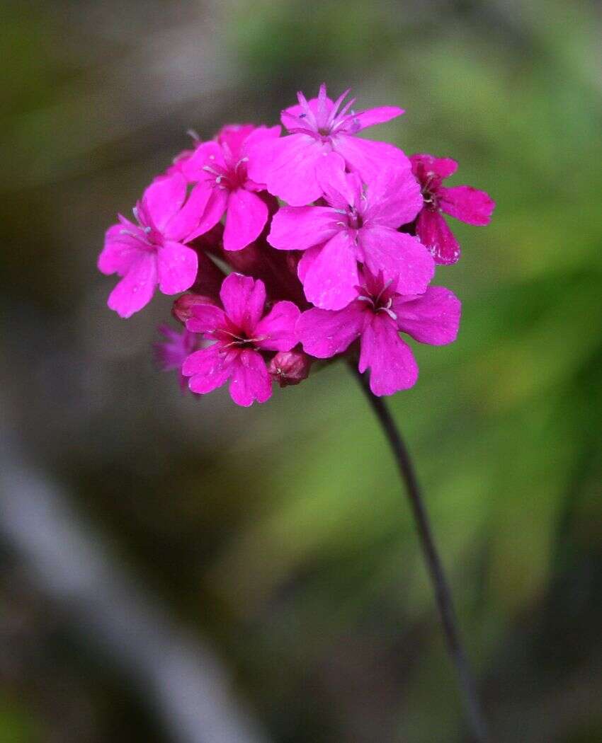 Sivun tarhakohokki kuva