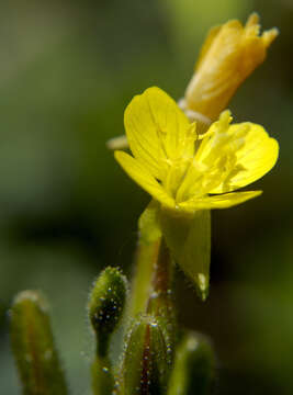 Слика од Oenothera perennis L.