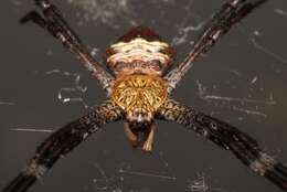 File:Argiope anasuja spider.jpg - Wikipedia