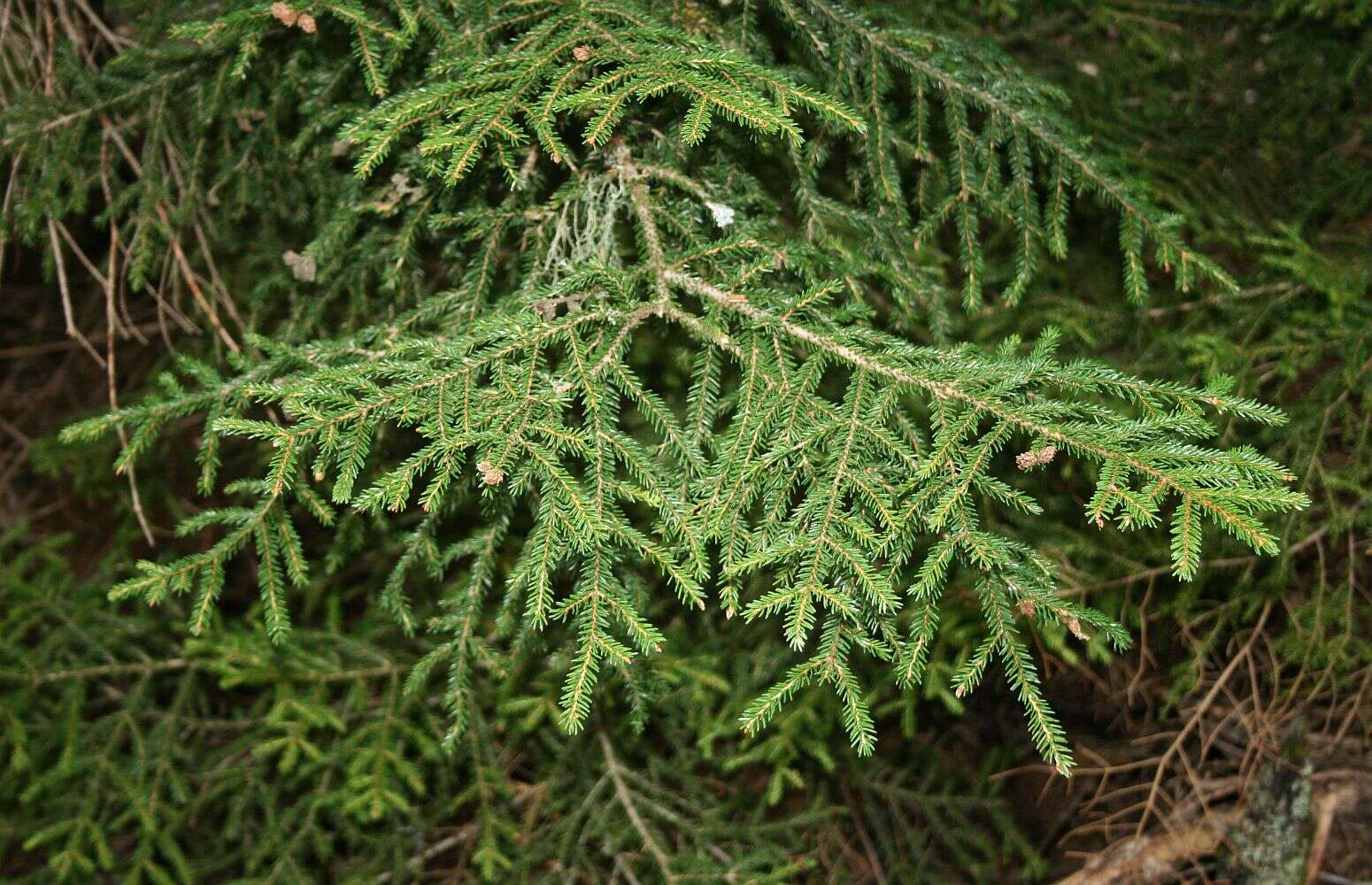 Image of Caucasian Spruce