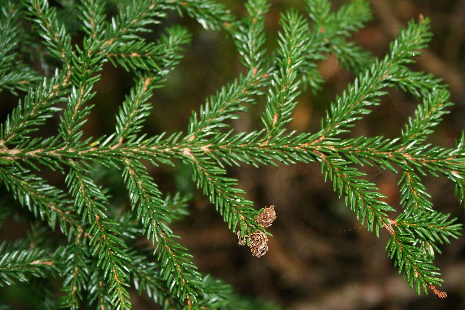 Image of Caucasian Spruce