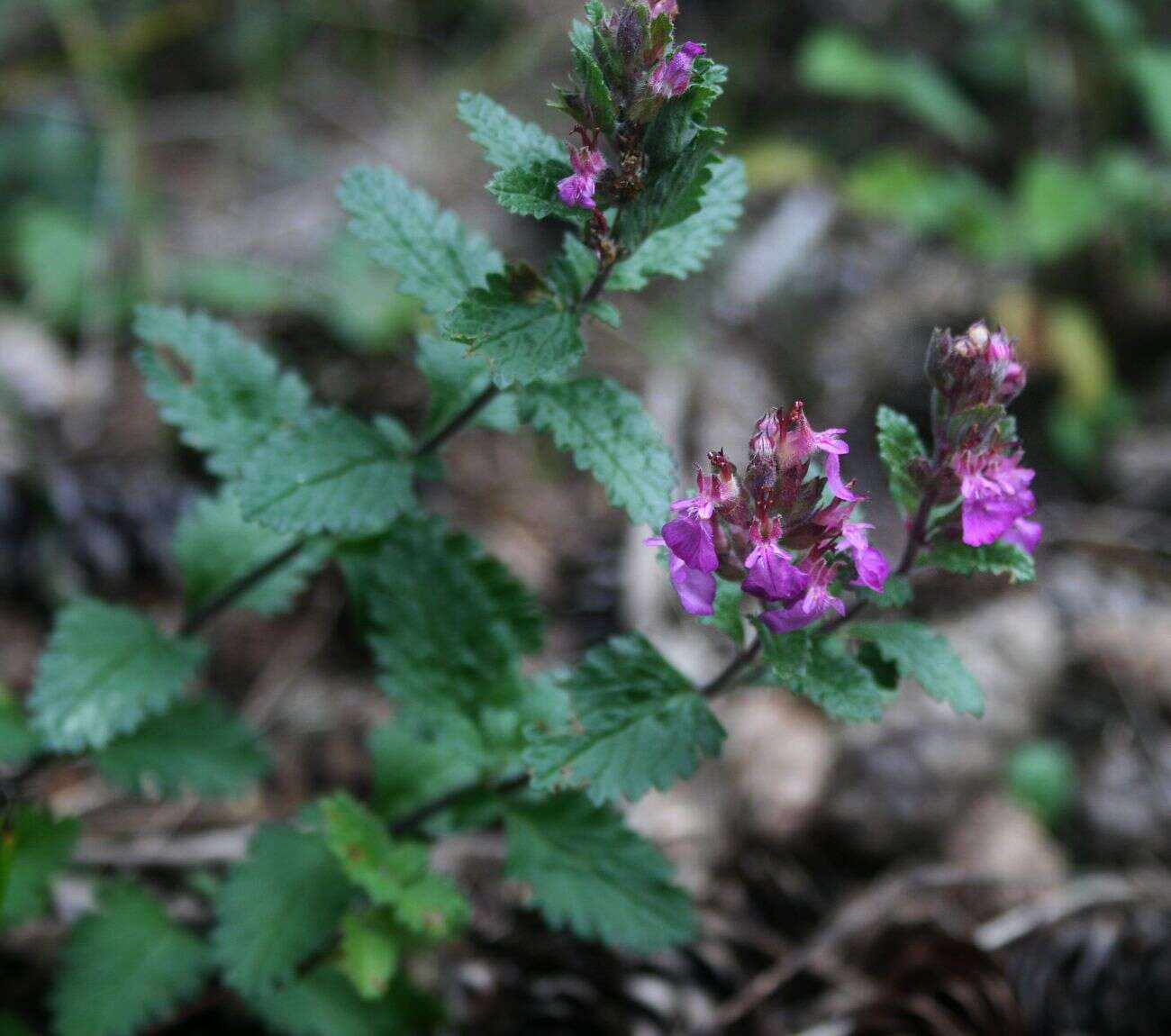 Image de Germandrée petit-chêne